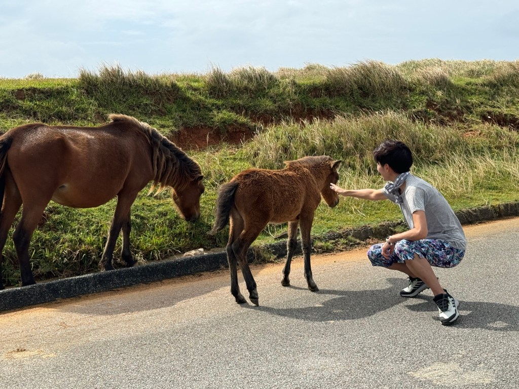 神秘的海底遺跡與獨特馬種🇯🇵與那國島