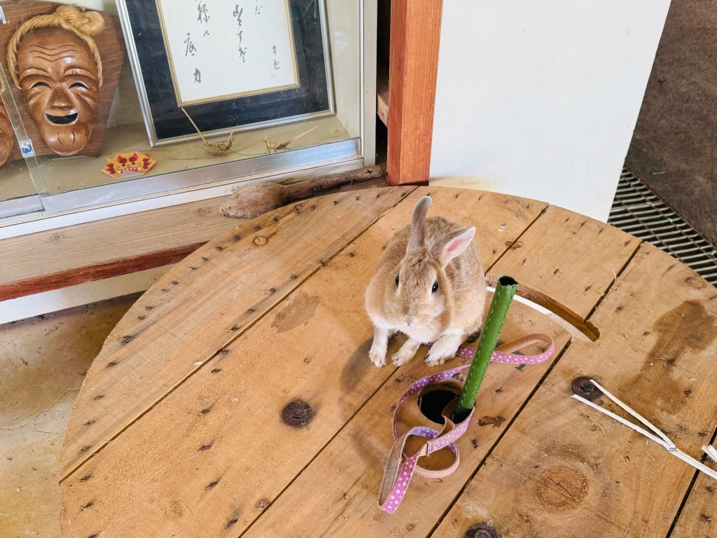 石垣島哪裡可以跟動物近距離互動？沖繩可以跟兔子玩的農家餐廳🇯🇵石垣島