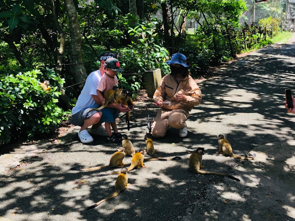 石垣島玩什麼?黃金小猴子與小孩的近距離接觸🐒🇯🇵石垣島