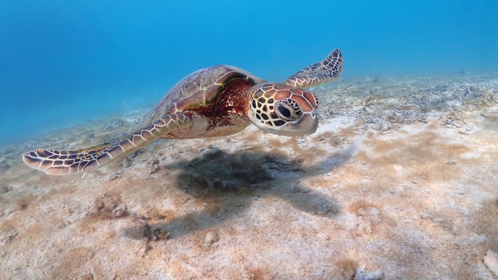 沖繩浮潛可以看到海龜的地方🐢|宮古島|座間味島|阿嘉島|石垣島|伊是名島|西表島🇯🇵沖繩離島