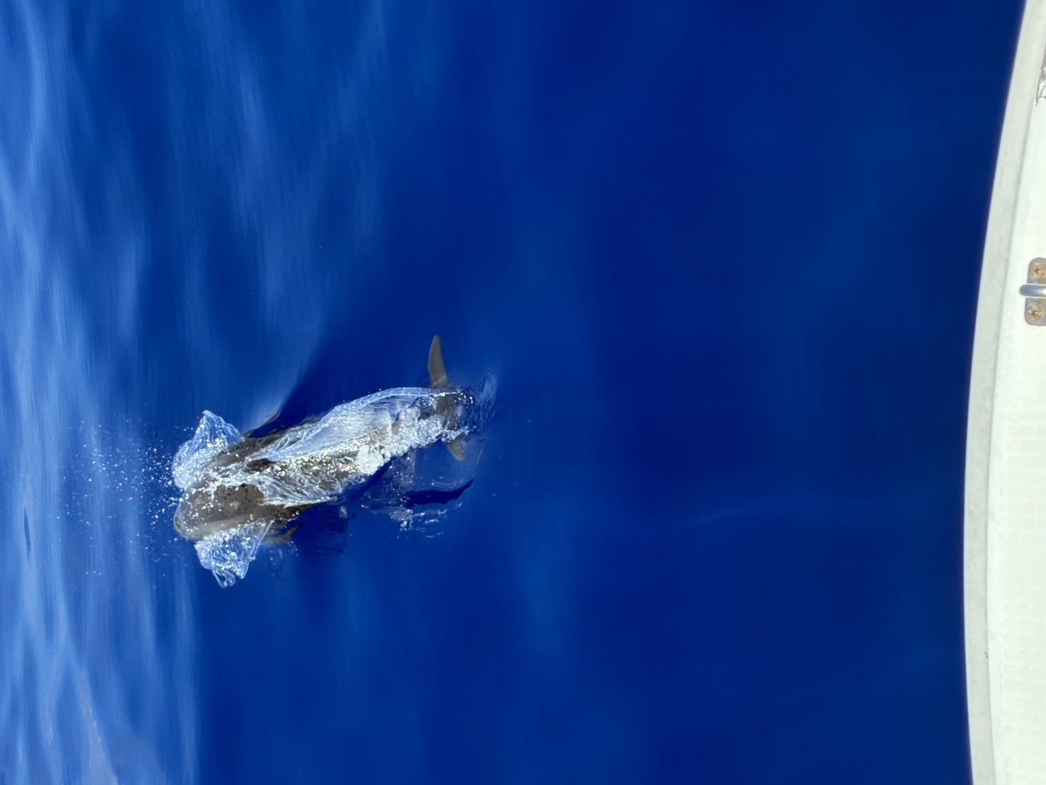 沖繩旅遊必看｜搭釣魚船巧遇親子海豚的感動瞬間🐬🇯🇵沖繩